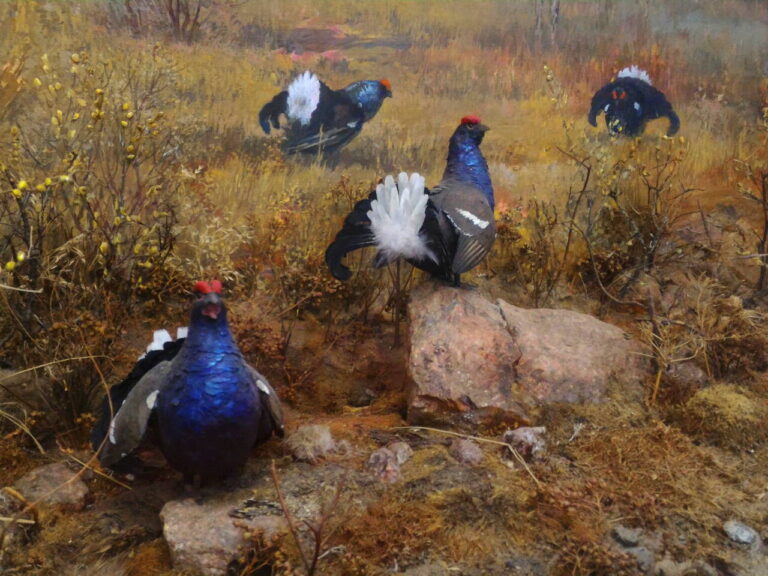 Лес возможностей