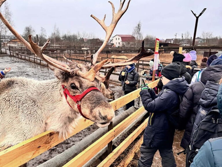 В гости к северным оленям